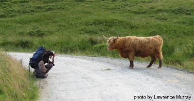 HIghland Showdown, longhorn bull, photo by Lawrence Murray